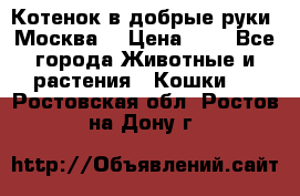 Котенок в добрые руки. Москва. › Цена ­ 5 - Все города Животные и растения » Кошки   . Ростовская обл.,Ростов-на-Дону г.